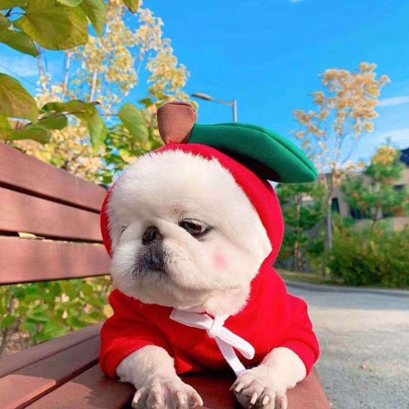 Cute Pet Clothes For Small Dogs and Cats