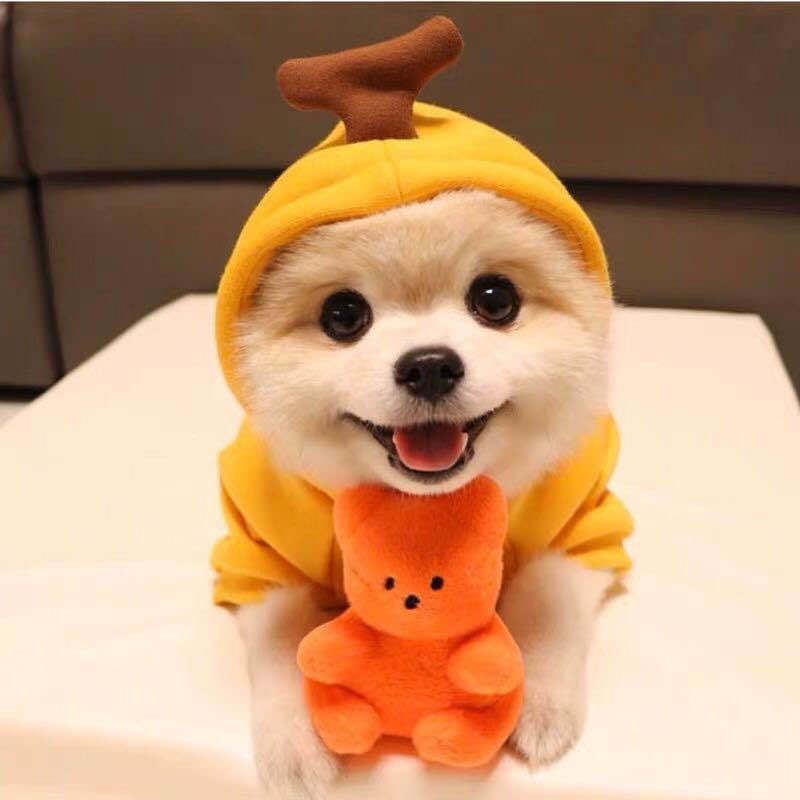Cute Pet Clothes For Small Dogs and Cats